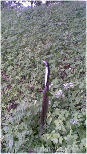 Это не тот же шнурок, что на первом фото, но что его брат-близнец - не исключено :(