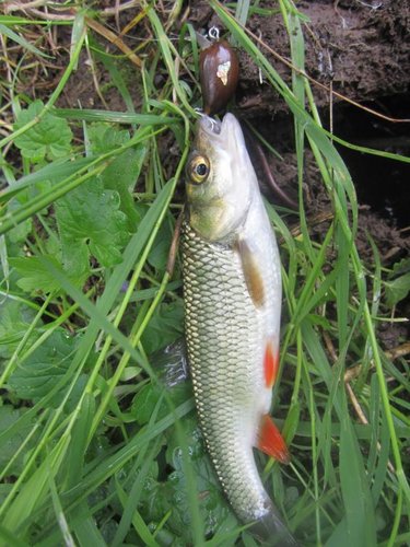 таких 12 штук