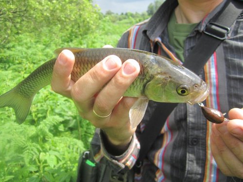 Этот самый крупный из-под противоположного берега бонусом к  тем 12-ти