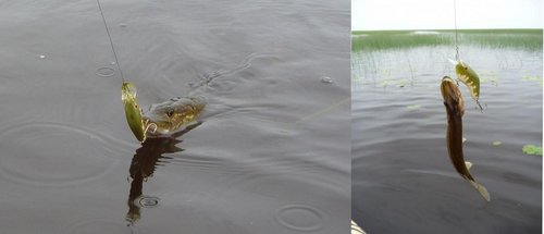 Этот воблер умеет ловить среди камышей и практически не цепляется!!!