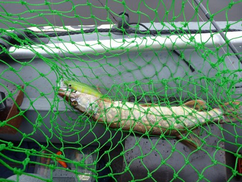 Думал, что тащу килограммового судака... Оказалась щучко на пол кило...