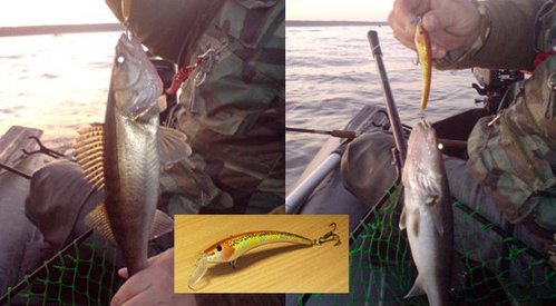 Разловил воблер. За пол часа, на рассвете, зацепил двух близнецов и один сошёл перед лодкой...