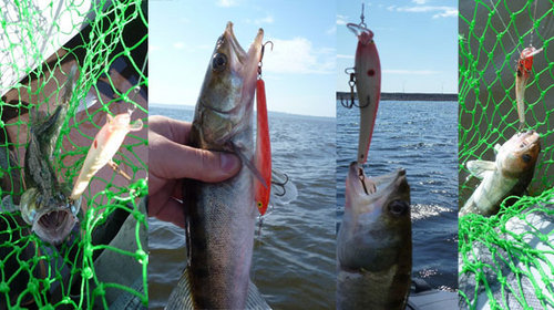 Микс из судачков с красно-белыми вобами.