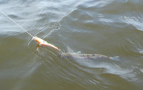 P1050971.JPG (62.67 КБ) 1545 просмотров Единственный рып, взявший серебристик....