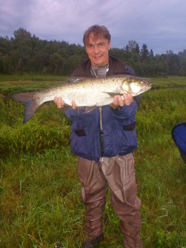 Mihan i zereh 2,4kg.JPG