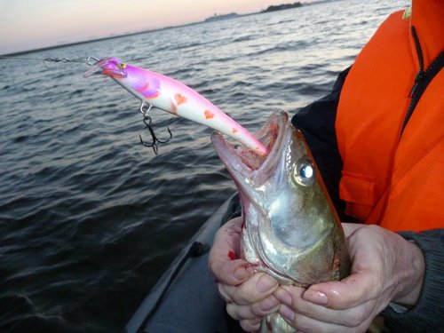 Этот дружище оказался слишком бойким - бился как активная щука, чуть не откусил хвост вобу и пробил штук 10 дыр, чуть ли не до каркаса... (финиша почти не было...)