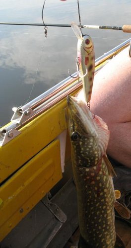 Щучка на воблер 06072012.jpg