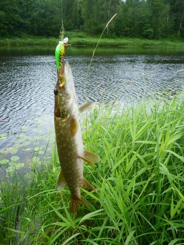 Воб абаши - 5см. с шумовой капсулой.
