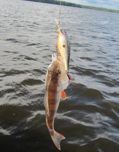 Вокуни - одно название!