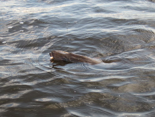 Спас поводок!