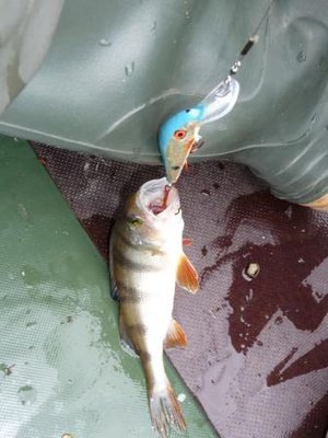 Копия P1000493.JPG