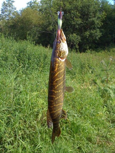 прогулка по речке