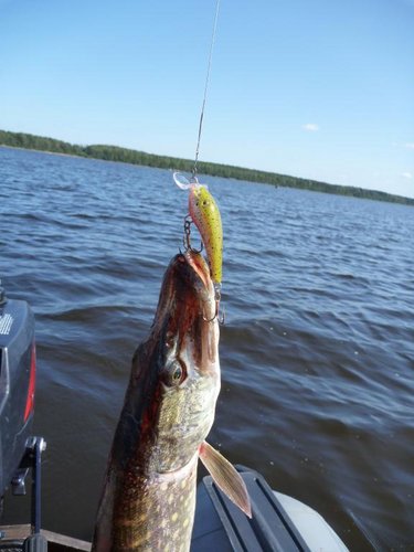 Самая крупная рыба рыбалки!!!