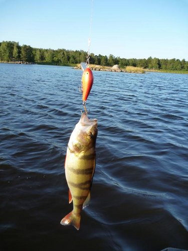 На этот воблер сошёл подлещик или лещик, примерно на 1 кг (прямо у лодки).