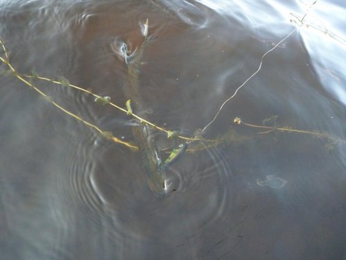 Единственный рып, пойманный на воблер больше 5 см.