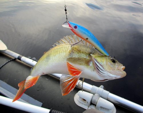 Этот товарисЧ при поклёвке - одним махом снял ~2 метра с Невской катухи на трещётке!
