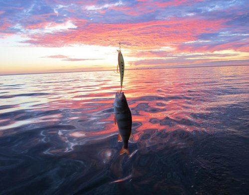 Кокунь на расцвете!