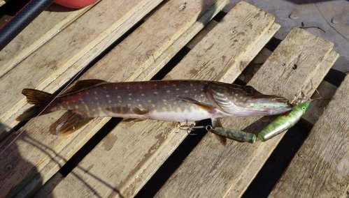 Этот воб делал специально для Монстров Нарвского в-ща... но пока монстров на него не видел... :)