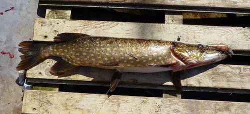 Этот воблер выстрелил - помимо шнурочков зацепил вот такую...