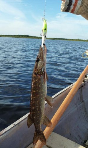 А этого воблера разловил!!! :)) в солнечную погоду и прозрачную воду.... А поставил его попробовать, т. к. хорошо ловилось на FT - расцветку...