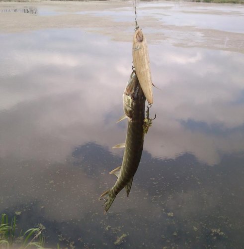 DSC_012510.jpg (40.61 КБ) 1696 просмотров Вот она, вот она рыба моей мечты :)))