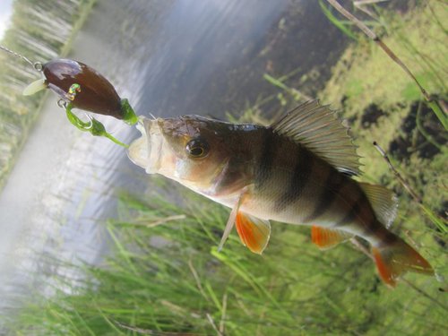 001.JPG (77.68 КБ) 1676 просмотров Окуню этот цвет тоже понравился