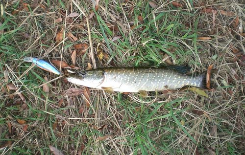 скотинка отпущена - ростом не вышла (35-40см - у нас таких НиЗя)