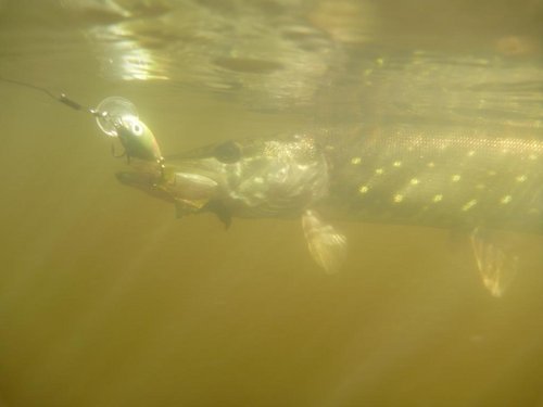 Капашун - 4 см. по мелководью возбуждал шнурков и окушков.