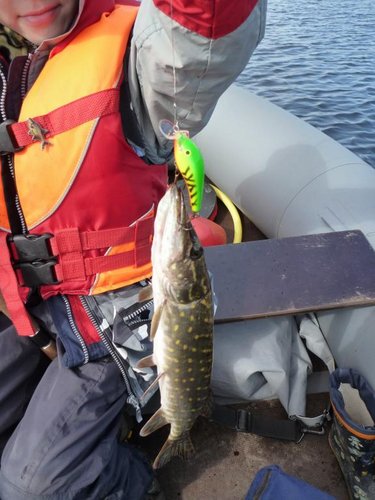 F.T. - Работал лучше других расцветок с утра.