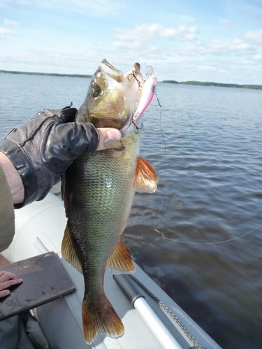 Разлови малька гламурной расцветки эдаким красавцом на 600 гр.