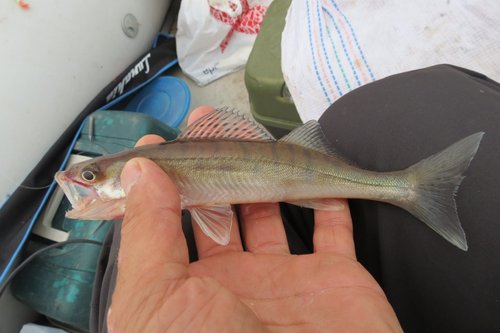 2.jpg (115.95 КБ) 3990 просмотров по моему самый минимальный судачонок из тех,что я когда либо ловил-тоже своего рода рекорд ))