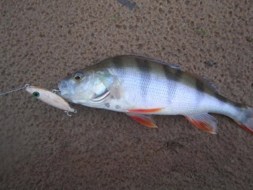 022.JPG (91.97 КБ) 1961 просмотр Вес 1,5 гр.