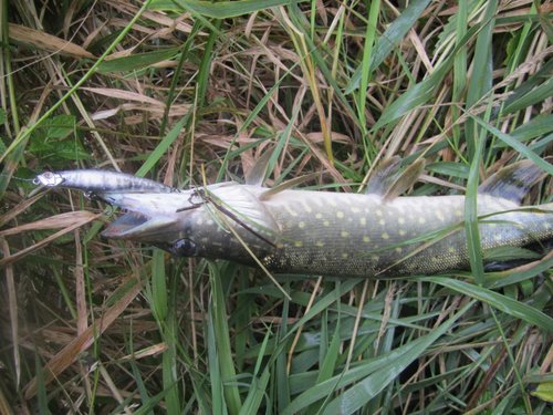 006.JPG (142.84 КБ) 1961 просмотр 3,5 гр. 75 мм плавающий