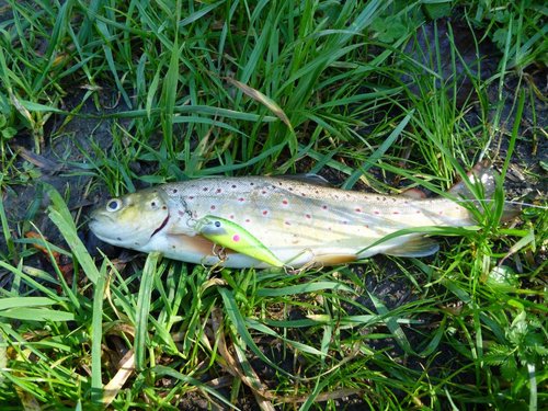 Она же - форель 20 см.
