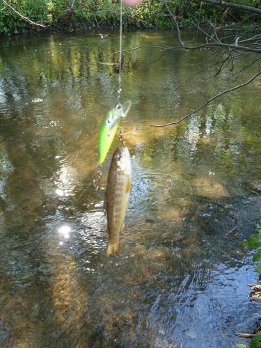 Ещё форел, только маленький.