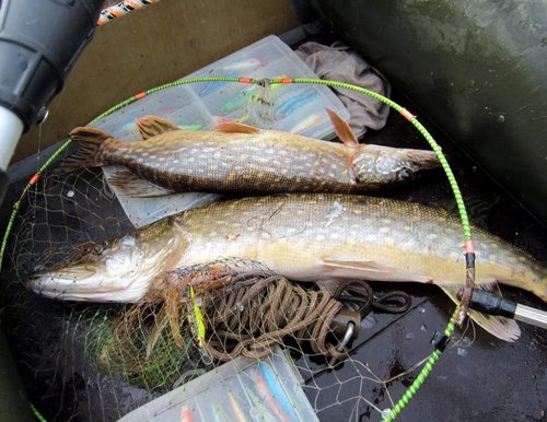 Дуплет. Подорвали сачёк...