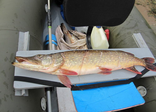 Щука бывалая! Судя по следам - вырвалась из сетки...
