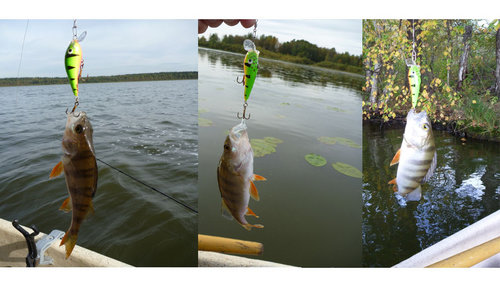 м-115-1.jpg (140.49 КБ) 1865 просмотров Разловил последнего малыша - 5 см. Бальса.