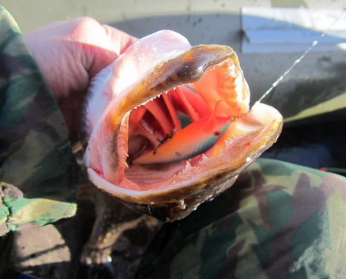 Начинает работать синий! Бывалый ОК-115мм. (капля)