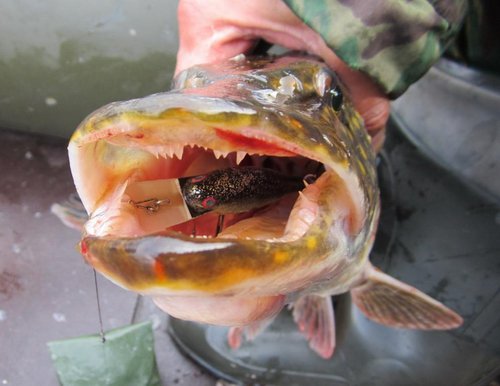 Шед-7 см. (зелёные бока... )