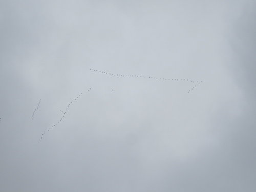 Летят косяками! Красота!