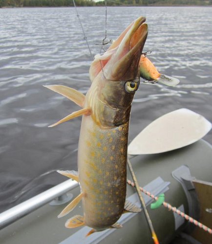 Интересно попавшийся шнурок!