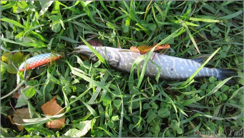 Лебединая песнь и в последний путь - в ведро