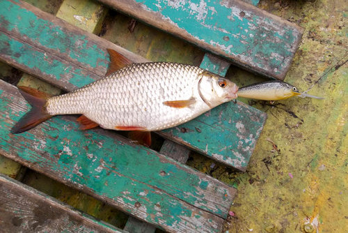 какая то п..графиня- плотва нормально хапнула .....