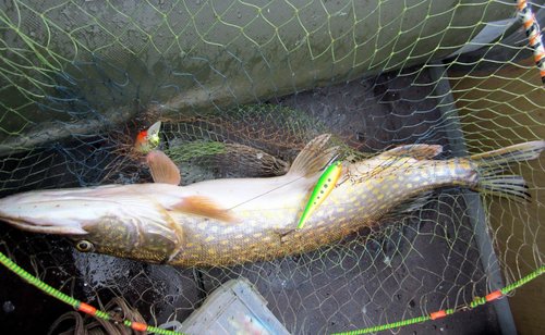 Ск2.jpg (182.04 КБ) 1647 просмотров Пока тащил, щука собрала дорожку со второй палки. Сперва я не мог понять, на какой воблер приключилась поклёвка. Потом разобрался, что на FT-11 см. (:)