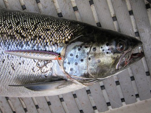 автор воблера - Виталий