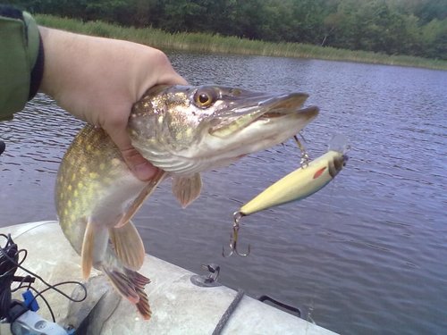 201210031009 (800 x 600).jpg