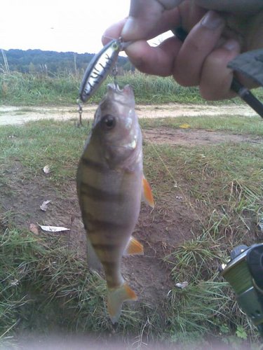 прошлогодний воблерок