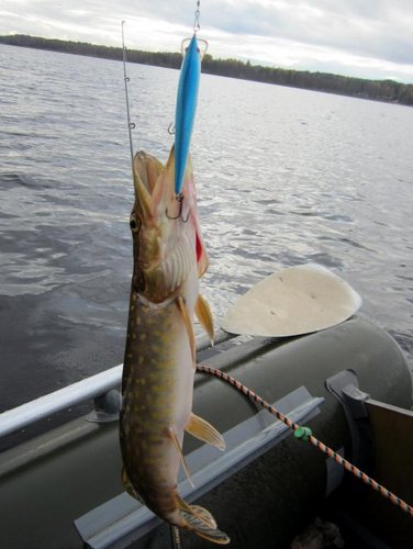 Синий по солнышку.