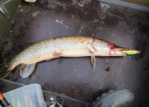 FT- при тучках. Вторым тройником попал в глаз! Жалко...